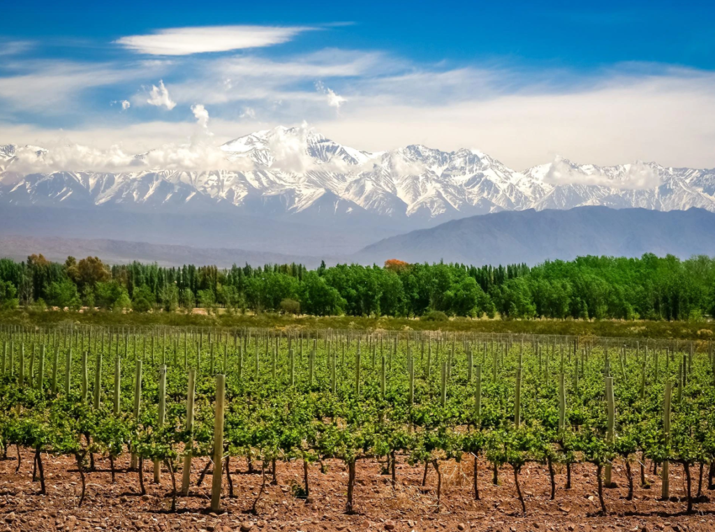 Viñedos Mendoza